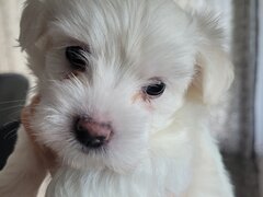 Bichon Maltez catei