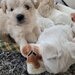 Bichon Maltez catei.