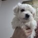 Bichon Maltez catei.